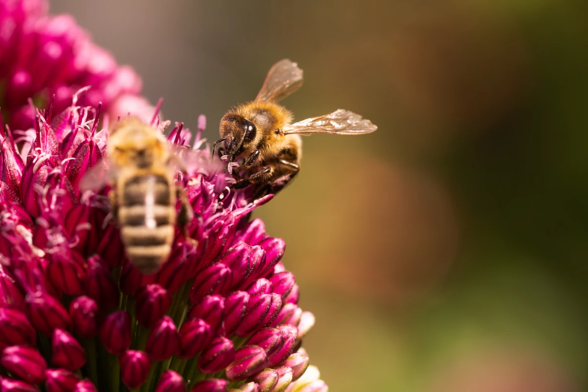 Le droit à un environnement sain : un défi majeur pour la justice sociale et l'équité